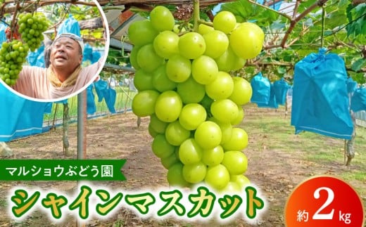 91-5　マルショウぶどう園　シャインマスカット約2kg