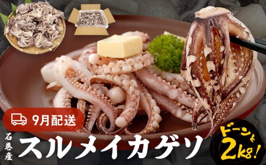 いか 〈 訳あり 〉9月配送 宮城県産 スルメイカ ゲソ 2kg 冷凍 国産 いか 下足 イカ イカゲソ カルパッチョ おつまみ 魚介類 焼イカ イカ料理  バーベキュー BBQ わけあり 不揃い 烏賊 炒め物 フライ ゲソ天 唐揚げ 石巻応援
