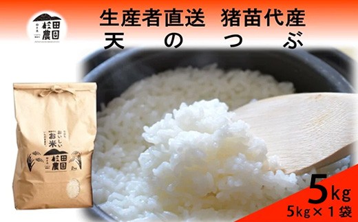 【令和7年度産 新米予約】 米 天のつぶ 5kg 白米 精米 ※2025年11月下旬頃より順次発送予定 ※沖縄・離島への配送不可 2278536 - 福島県猪苗代町