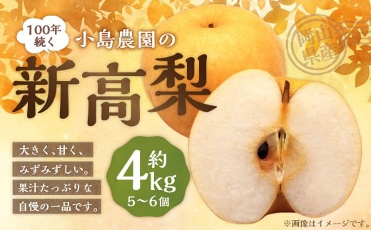 【楽天･チョイス限定】 100年続く小島農園の新高梨 約4kg 5個～6個入り ／ 梨 なし ナシ 新高梨 果物 果実 フルーツ 【2025年10月上旬から10月下旬頃発送予定】
