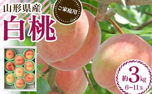 FYN6-073 ≪2026年先行予約≫ ご家庭用 山形県産 品種おまかせ 白桃 約3kg（6～11玉） 2026年8月中旬から順次発送 柔らかくなる桃 はくとう 桃 もも モモ 果物 くだもの 夏果実 フルーツ 訳あり 農業者支援 家庭用 自宅用 産地直送 山形県 西川町 月山 2011878 - 山形県西川町