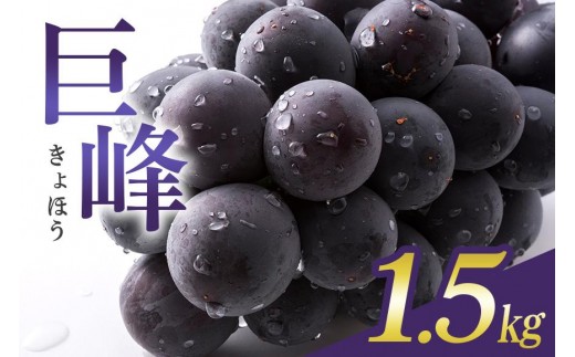 【 2025年 先行予約 】 巨峰 1.5kg ( 種あり ) 石田ぶどう園 4房 ～ 6房 国産 ぶどう ブドウ 果物 くだもの 葡萄 フルーツ 1.5キロ 9月 10月 発送 秋 旬 品種 茨城県産 産地直送 産直 農家直送 冷蔵 茨城県 石岡市 (A02-001)