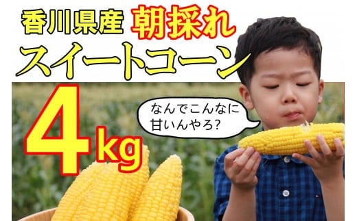 【先行予約受付開始！】2026年産　善通寺市産スイートコーン ４kg　（2026年6月頃から発送開始予定）　