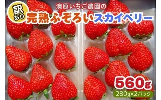 【1月以降発送】訳あり粒不揃い スカイベリー 560g (280g×2P) 澳原いちご農園 | いちご 苺 イチゴ フルーツ 果物 産地直送 栃木県産