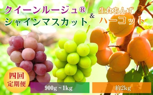 【2026年先行予約】スイートなときめき 生食あんず＆ぶどう定期便４回｜杏子 アプリコット 生食用 果物 フルーツ 白ぶどう 葡萄 ブドウ 種無し 種なし 皮ごと 千曲市 長野県 信州