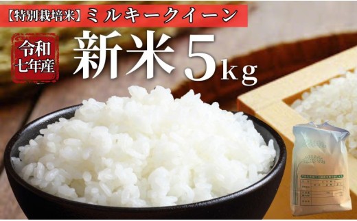 お米 令和7年産 新米 5kg ミルキークイーン 特別栽培米  先行予約 【2025年10月以降発送】 精米 米 こめ コメ 白米 ごはん ライス 愛媛 伊予市｜C152