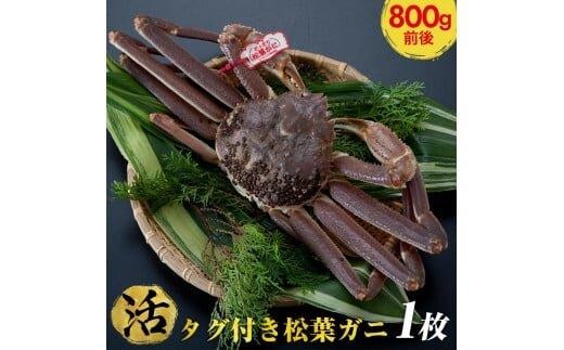 ＜10/1～寄附額改定＞【活】タグ付き　松葉ガニ　大1枚（800g前後）◇【着日指定不可】※2025年11月上旬～2026年3月下旬頃に順次発送予定《かに カニ 蟹》