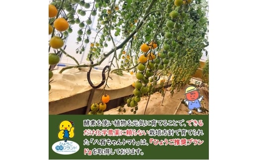 [№5258-1512]【定期便・全4回】イエローミニトマトのトマトジュース 1L 3本セット × 4回｜国産 姫路産 八百ちゃんトマト 100%ストレート