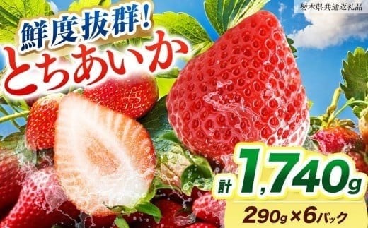[期間限定] 鮮度抜群とちあいか 290g×6P 先行予約【栃木県共通返礼品】｜栃木県産 矢板市産 フルーツ スイーツ デザート 果物 果実 産地直送 栃木県 矢板市