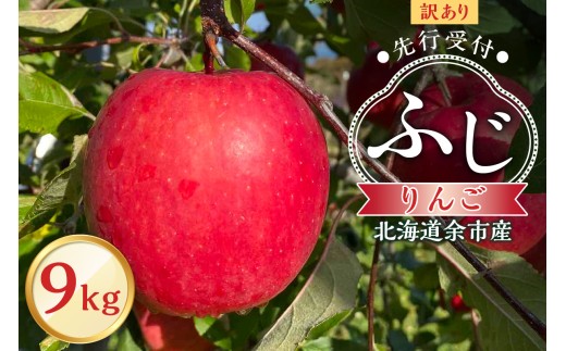 【先行予約：2025年11月上旬より発送】訳アリ りんご（ふじ）9kg【北海道余市町産】