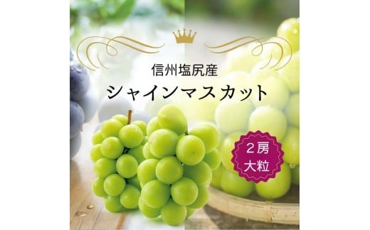 シャインマスカット 2房  (約1.3kg）（９月下旬より発送予定） | シャイン ぶどう 葡萄 ブドウ くだもの 果物 フルーツ マスカット しゃいん ますかっと 先行 先行予約 長野県 塩尻市