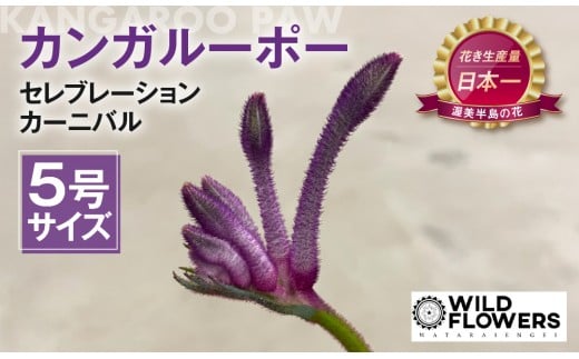 《先行予約》カンガルーポー セレブレーション カーニバル 5号サイズ 1鉢 ワタライ園芸 カンガルーポー 観葉植物 花 鉢植え 鉢 温室 植物 グリーン ガーデニング 花 フラワー