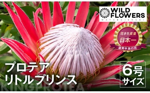プロテア リトルプリンス 6号サイズ 1鉢 ワタライ園芸 プロテア 観葉植物 花 鉢植え 鉢 温室 植物 グリーン ガーデニング 花 フラワー