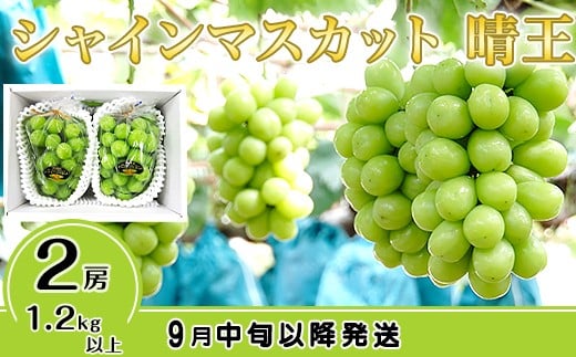 C-31シャインマスカット晴王2房【2026年9月中旬～10月下旬発送予定】（いばら愛菜館）