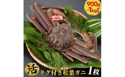 ＜10/1～寄附額改定＞【活】タグ付き松葉ガニ　特大1枚（900g～1kg前後）【着日指定不可】※2025年11月上旬～2026年3月下旬頃に順次発送予定《かに カニ 蟹》