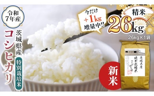 【1kg増量中】 ＜ 新米 ＞ 令和7年産 茨城県産 精米 特別栽培米 コシヒカリ 26kg （26kg×1袋） 通常25kgのところ1kg増量中！ 白米 こしひかり 米 コメ こめ 単一米 限定 茨城県産 国産 美味しい お米 おこめ おコメ