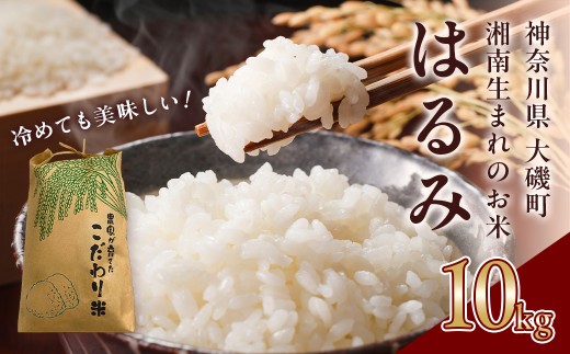 【R7年新米10kg】湘南生まれのお米「はるみ」〈出荷時期:～2025年12月26日出荷終了〉【 神奈川県 大磯町 米 お米 白米 白飯 コシヒカリ キヌヒカリ 交配種 新米 前日精米 特別栽培米 甘み 期間限定】 1013584 - 神奈川県大磯町