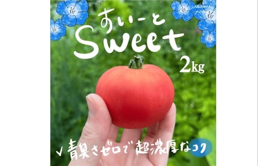 北海道壮瞥町産 スイート2kg 中玉トマト 【 ふるさと納税 人気 おすすめ ランキング トマト とまと 野菜 スイート 中玉トマト フルーツトマト フルーツ ミニトマト 甘い 糖度 美味しい 完熟 グルメ サラダ スライス 産地直送 北海道産 北海道 壮瞥町 送料無料 】 SBTAJ018