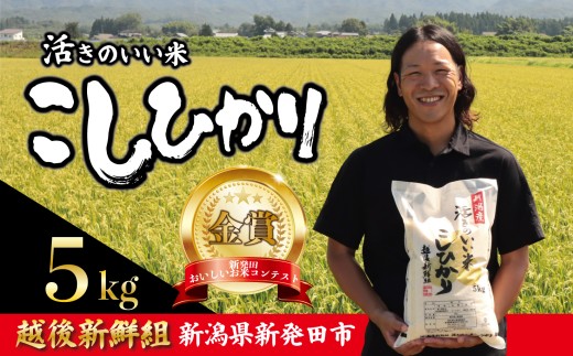 【2025年10月中旬発送】金賞米 コシヒカリ 5kg 令和7年産 こしひかり 精米 白米 ご飯 おにぎり 弁当 新潟県産 新発田産 新潟 米 お米 こめ 受賞 越後新鮮組 新潟県 米 新潟県 新発田市 shinsengumi001_202510 2145646 - 新潟県新発田市