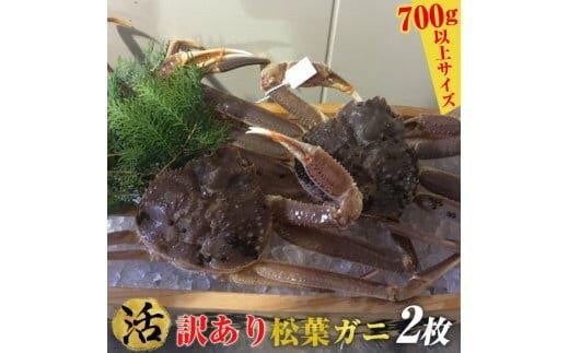 ＜10/1～寄附額改定＞【活】訳あり　松葉ガニ　2枚◇※2025年11月上旬～2026年3月下旬頃に順次発送予定※着日指定不可