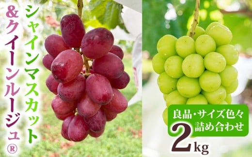 シャインマスカット＆クイーンルージュ各2房(R)　合計約2kg良品サイズ色々詰め合わせセット｜Ruga grape farm※2025年9月中旬~10月中旬頃発送予定