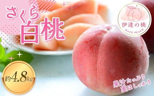 【2026年出荷分先行予約】福島県産 さくら白桃 約4.8㎏ (11～16玉) あかい果樹園  伊達の桃 桃 フルーツ 果物 もも モモ momo F20C-913 1315951 - 福島県伊達市
