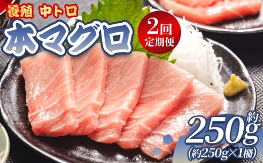 中トロ 定期便 2回 約250g 1冊 養殖 本マグロ 合計500g-  鮪 まぐろ 中とろ 寿司 刺身 さしみ 海鮮丼 漬け丼 カルパッチョ おつまみ 新鮮 海産物 魚介 海の幸 オオジ 高知県 香南市 冷凍 Woo-0013