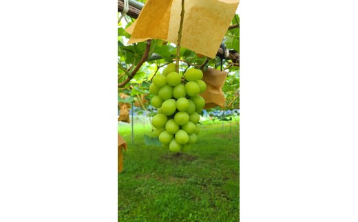 zz-124　【ご家庭用】シャインマスカット　2房（約1.0kg）1房約500g