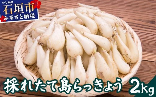 ≪2026年2月下旬～5月下旬発送≫採れたて島らっきょう 2kg 【 沖縄県 石垣市 野菜 らっきょう 島らっきょう おつまみ 採れたて 料理 漬物 天ぷら おかぴ農園 産地直送 】OK-03 2277049 - 沖縄県石垣市