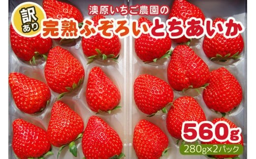 【12月以降発送】訳あり粒不揃い とちあいか 560g (280g×2P)  澳原いちご農園  | いちご 苺 イチゴ フルーツ 果物 産地直送 栃木県産 2198748 - 栃木県矢板市