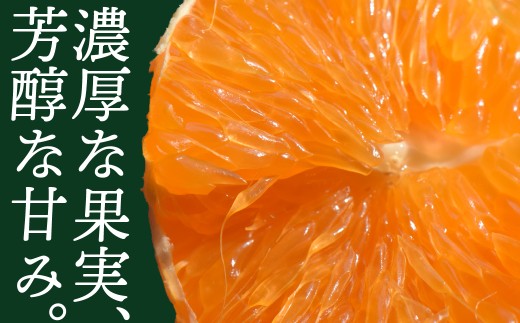 【年末配送】豊橋みかん 訳あり 10kg