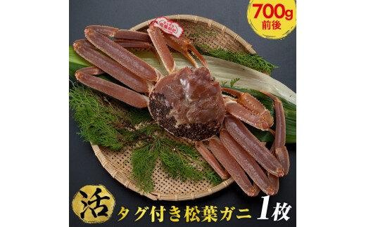 [10/1〜寄附額改定][早期受付][活]タグ付き松葉ガニ 中1枚(700g前後)[かに カニ 蟹 ズワイガニ ]※着日指定不可※2025年11月上旬頃から順次発送予定
