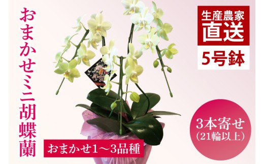 花農家応援企画！！おまかせミニ胡蝶蘭（3本寄せ）【お花 花 コチョウラン 胡蝶蘭 蘭 ラッピング 贈り物 プレゼント 誕生日 お祝い 誕生日 母の日 父の日 敬老の日 鹿嶋市 茨城県】（KAR-10） 278570 - 茨城県鹿嶋市