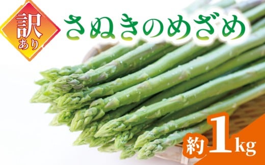 【訳あり】 アスパラガス さぬきのめざめ 1kg アスパラ グリーンアスパラ 野菜 やさい 旬 旬の野菜 季節の野菜 産地直送 冷蔵 冷蔵配送 疲労回復 免疫力向上 食物繊維 ビタミンC 柔らかい 甘い 料理 おかず アスパラベーコン巻き 炒め フライ ポタージュ 香川県 丸亀市