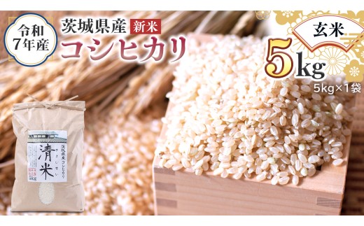 [ 新米 ] 令和7年産 茨城県産 玄米 コシヒカリ 5kg (5kg×1袋) 清米 キヨシマイ こしひかり 米 コメ こめ 単一米 限定 茨城県産 国産 美味しい お米 おこめ おコメ