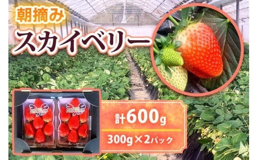  [12月中旬より順次発送予定]朝採りスカイベリー 600g (300g×2パック)｜いちご イチゴ 苺 フルーツ 果物 産地直送 矢板市産 栃木県産 先行予約 