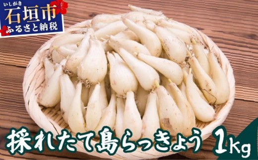 ≪2026年2月下旬～5月下旬発送≫採れたて島らっきょう 1kg 【 沖縄県 石垣市 野菜 らっきょう 島らっきょう おつまみ 採れたて 料理 漬物 天ぷら おかぴ農園 産地直送 】OK-01 2277034 - 沖縄県石垣市