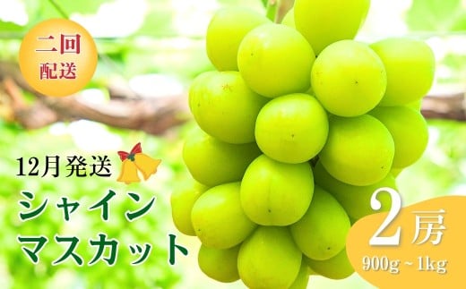 クリスマス・お正月用シャインマスカット２回お届け｜ 果物 フルーツ 白ぶどう 葡萄 ブドウ 種無し 種なし 皮ごと 千曲市 長野県 信州