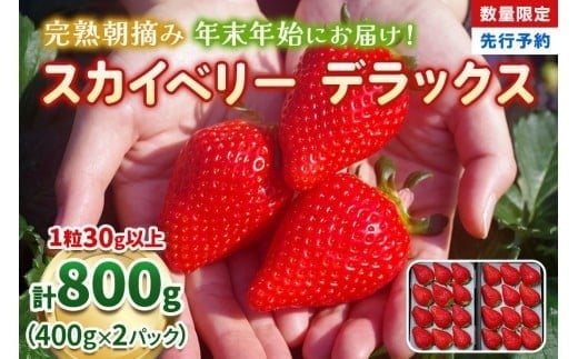 【先行予約】[数量限定] 年末年始にお届け！完熟朝摘みスカイベリー デラックス 800g 澳原いちご農園 | いちご 苺 イチゴ フルーツ 果物 産地直送 