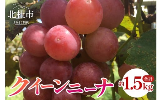 クイーンニーナ　約1.5kg   山梨県産 ブドウ フルーツ 果物 赤ぶどう 低農薬 期間限定 数量限定 冷蔵 【 2025年 発送 】 北杜市