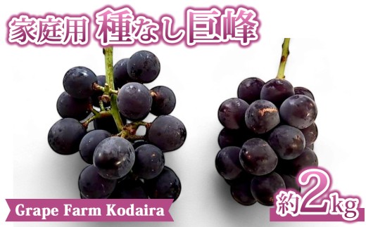 【Grape Farm Kodaira】家庭用種なし巨峰　約2kg（7～9房）