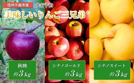 美味しいりんご三兄弟®（秋映、シナノゴールド、シナノスイート）食べ比べ｜林檎 フルーツ 果物 長野県 千曲市 信州