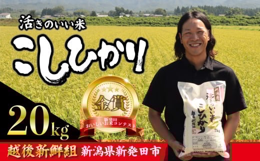 【2025年10月中旬以降発送】令和7年産 コシヒカリ 20kg こしひかり 精米 白米 ご飯 おにぎり 弁当 新潟県産 新発田産 新潟 米 お米 こめ 受賞 越後新鮮組 新潟県 米 新潟県 新発田市 shinsengumi003_202510