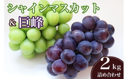 【 2026年 先行予約 】 シャインマスカット と 巨峰 ( 種なし ) 2kg 石田ぶどう園 ぶどう 詰合せ ブドウ 国産 果物 葡萄 フルーツ 2キロ 9月 10月 発送 秋 旬 品種 茨城県産 産地直送 産直 農家直送 冷蔵 茨城県 石岡市 (A02-008)