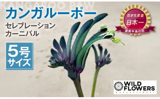 《先行予約》カンガルーポー セレブレーション マスカレード 5号サイズ 1鉢 ワタライ園芸 カンガルーポー 観葉植物 花 鉢植え 鉢 温室 植物 グリーン ガーデニング 花 フラワー
