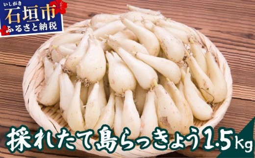 ≪2026年2月下旬～5月下旬発送≫採れたて島らっきょう 1.5kg 【 沖縄県 石垣市 野菜 らっきょう 島らっきょう おつまみ 採れたて 料理 漬物 天ぷら おかぴ農園 産地直送 】OK-02 2277046 - 沖縄県石垣市