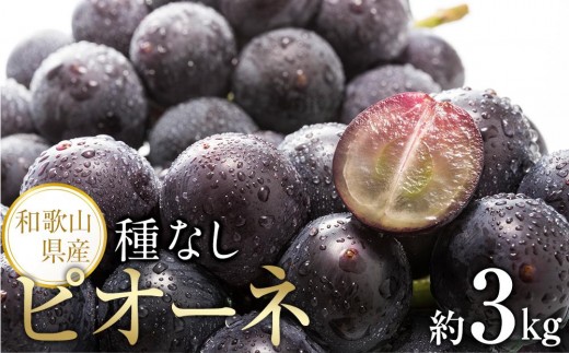 【新鮮・産直】和歌山かつらぎ町産たねなしピオーネ約3kg★2026年8月中旬頃より順次発送【TM127】 1302155 - 和歌山県九度山町