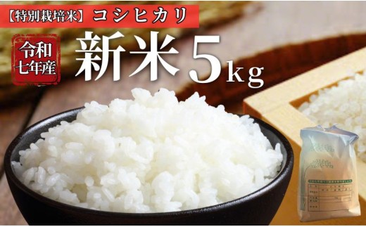お米 令和7年産 新米 5kg コシヒカリ 特別栽培米  先行予約  【2025年10月以降発送】 精米 米 こめ コメ 白米 ごはん ライス 愛媛 伊予市｜C151