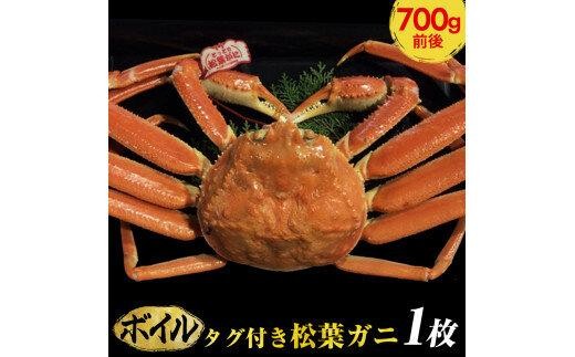 [10/1〜寄附額改定][早期受付][ボイル]タグ付き松葉ガニ 中1枚(700g前後)[かに カニ 蟹 ズワイガニ ]※着日指定不可※2025年11月上旬頃から順次発送予定
