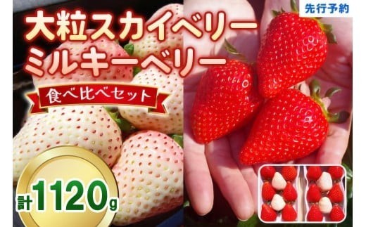大粒スカイベリー 白いちごミルキーベリー 食べ比べセット 1,120g (560g×2)《12月中旬～2月の期間で発送》 澳原いちご農園 | いちご 苺 イチゴ フルーツ 果物 産地直送 栃木県産